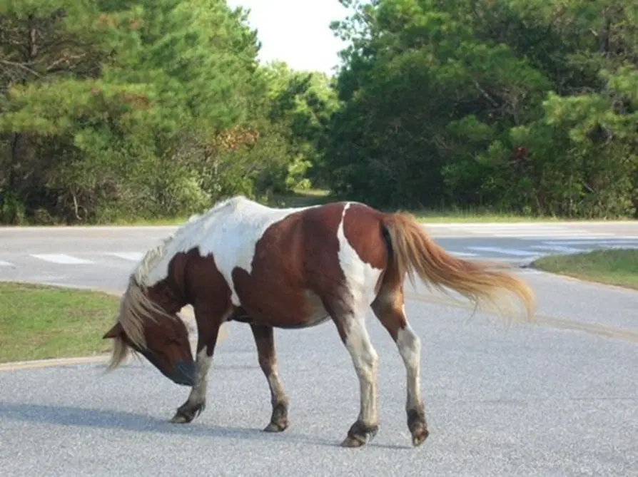 О лошадях в Год Лошади
