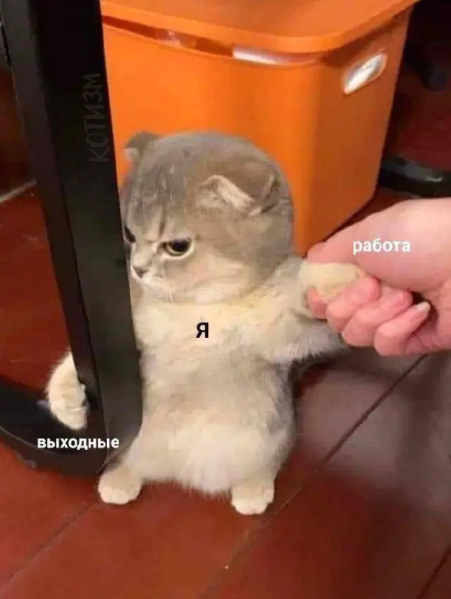 Дичка просто дичка