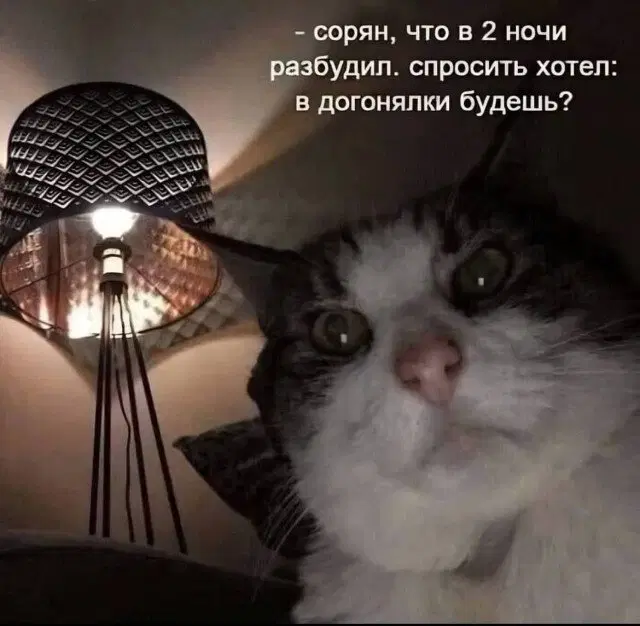 Дичка просто дичка