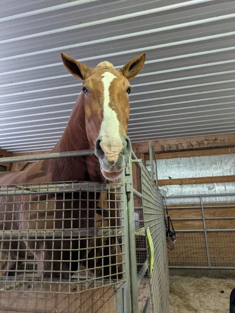 О лошадях в Год Лошади