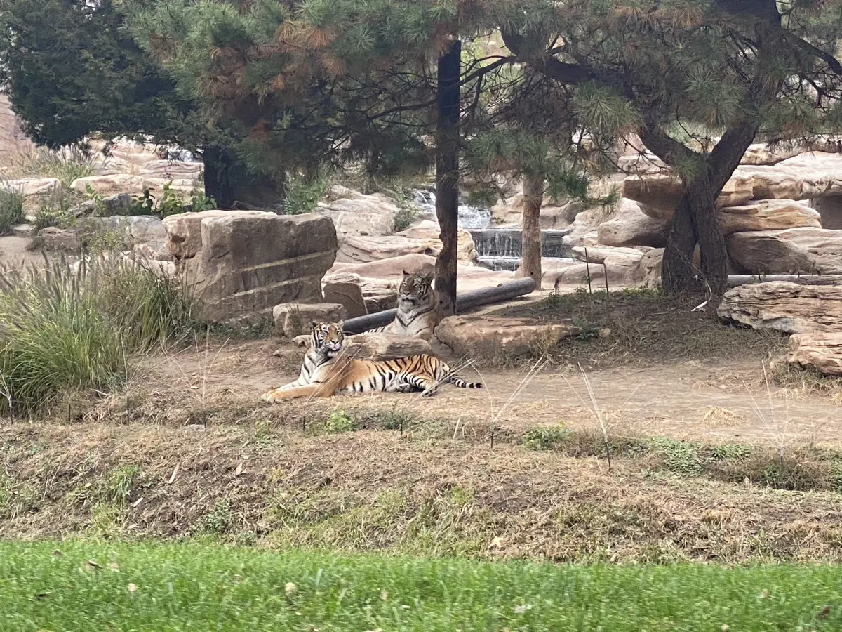 Другие тигры