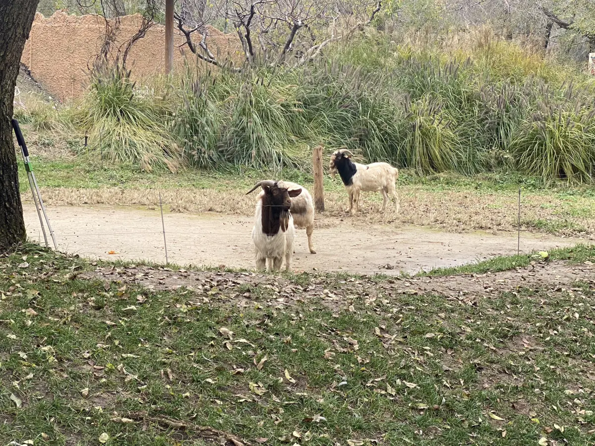 Козлы только за забором...