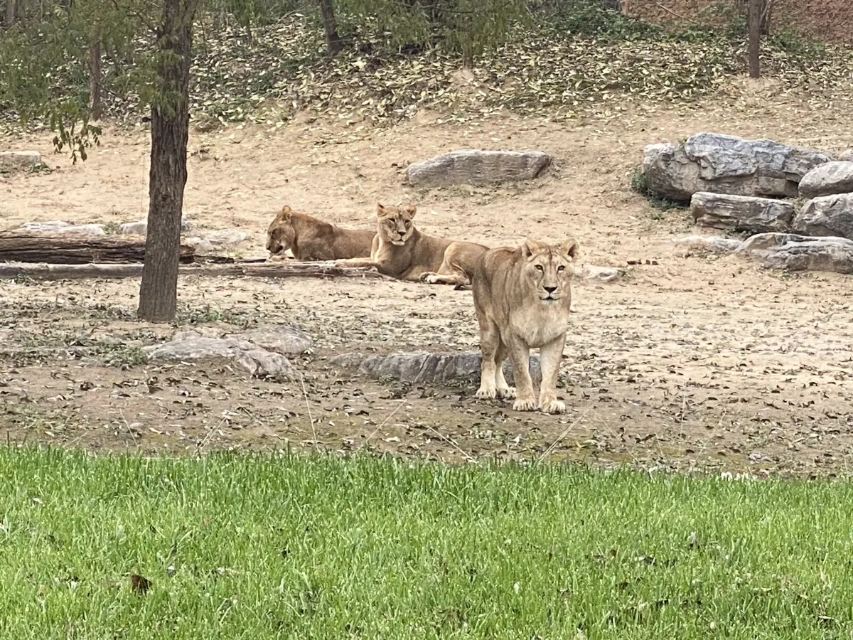 Львицы. Вроде бы как видно торчащие белые прутики. Возможно они под током. Но львы могут прыгать до 11 метров в длину и до 3 метров высоту...