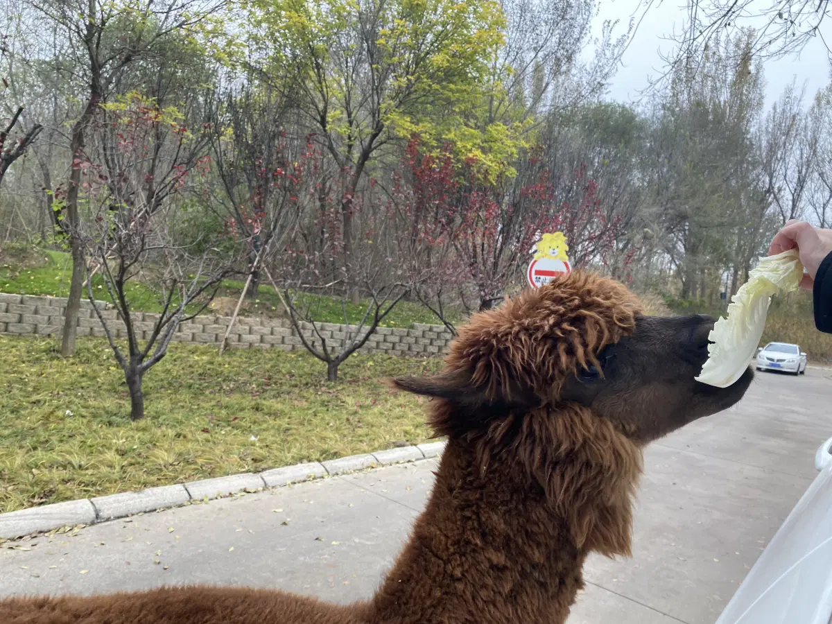 Лама. Наверное.