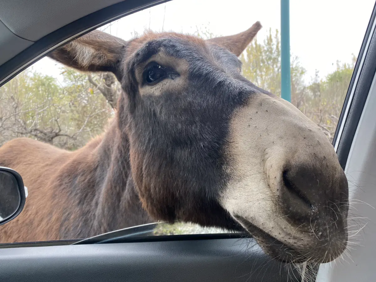 Лосяш. Я его потом покормила.