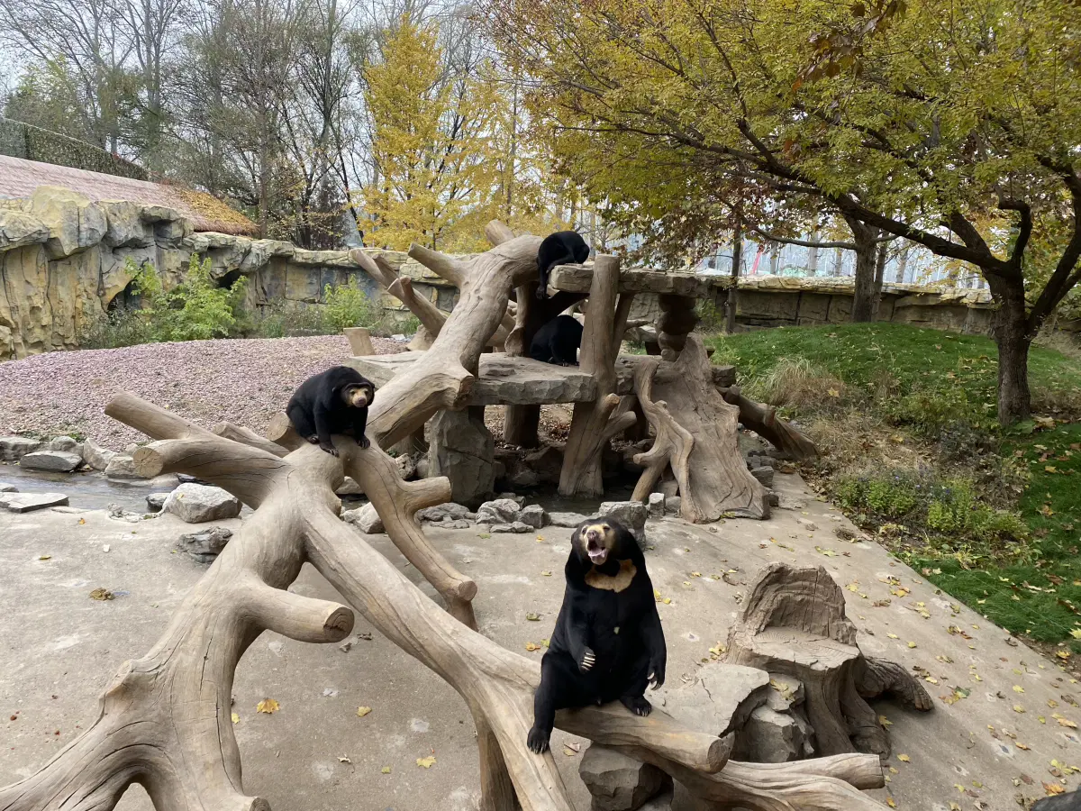 Медведи в зоопарке (не сафари).