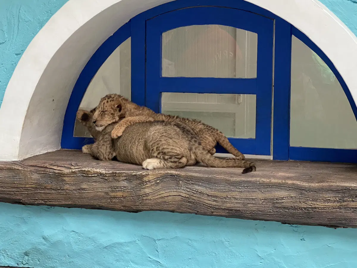 Детский сад с малышами разных зверей. Леопардики.