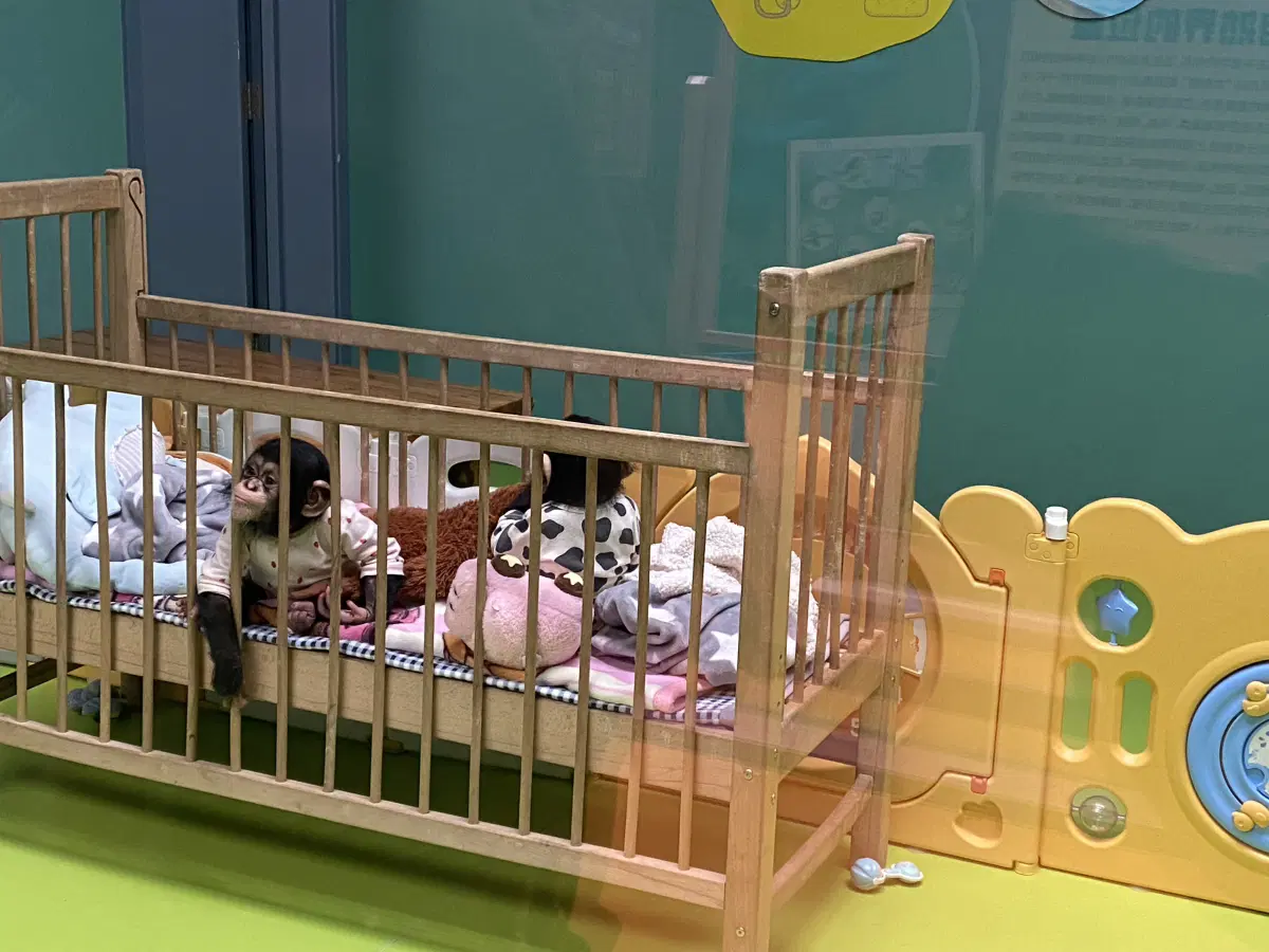 Бибизянки ясельнички.