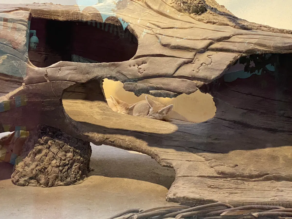 Фенек. Пустынная лисица.