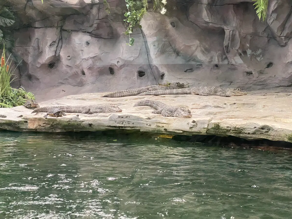 О, кто-то из нас всё-таки дошёл до крокодилов. Но это были не те крокодилы. :)