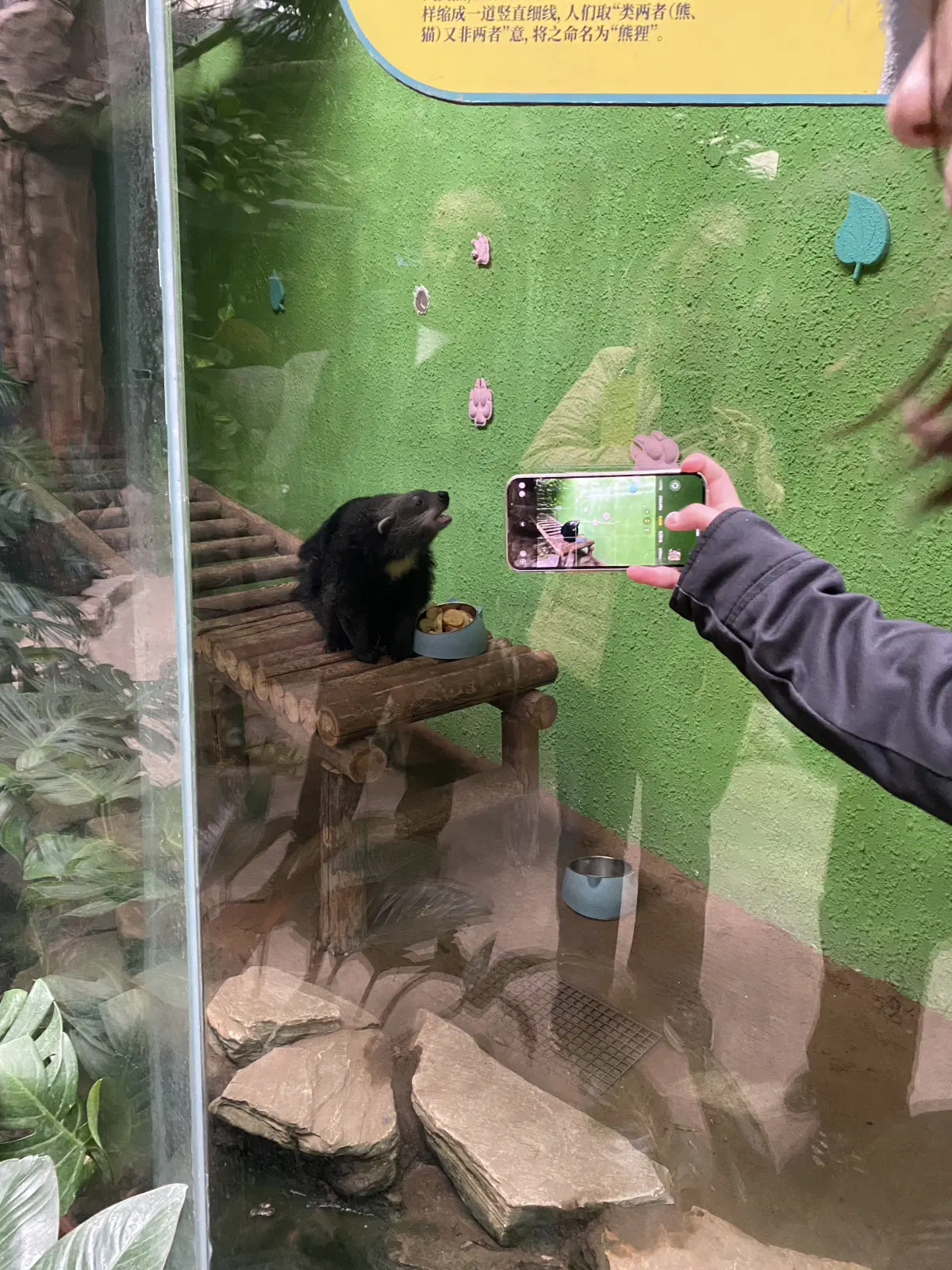 Я не знаю кто это. :) Гугль сказал, что это бинтуронг - кошачий медведь.