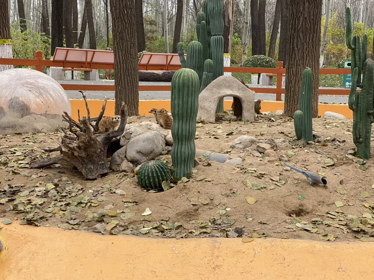 Сурикаты. Куда же без них? :)