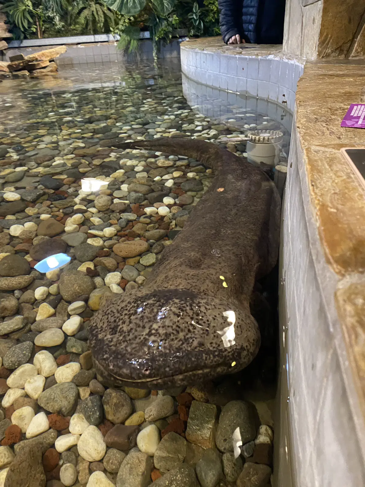 Аксолотль переросток...