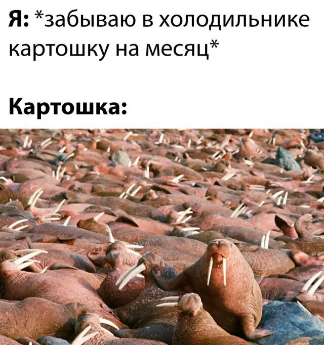 Вот и пятничная дичка