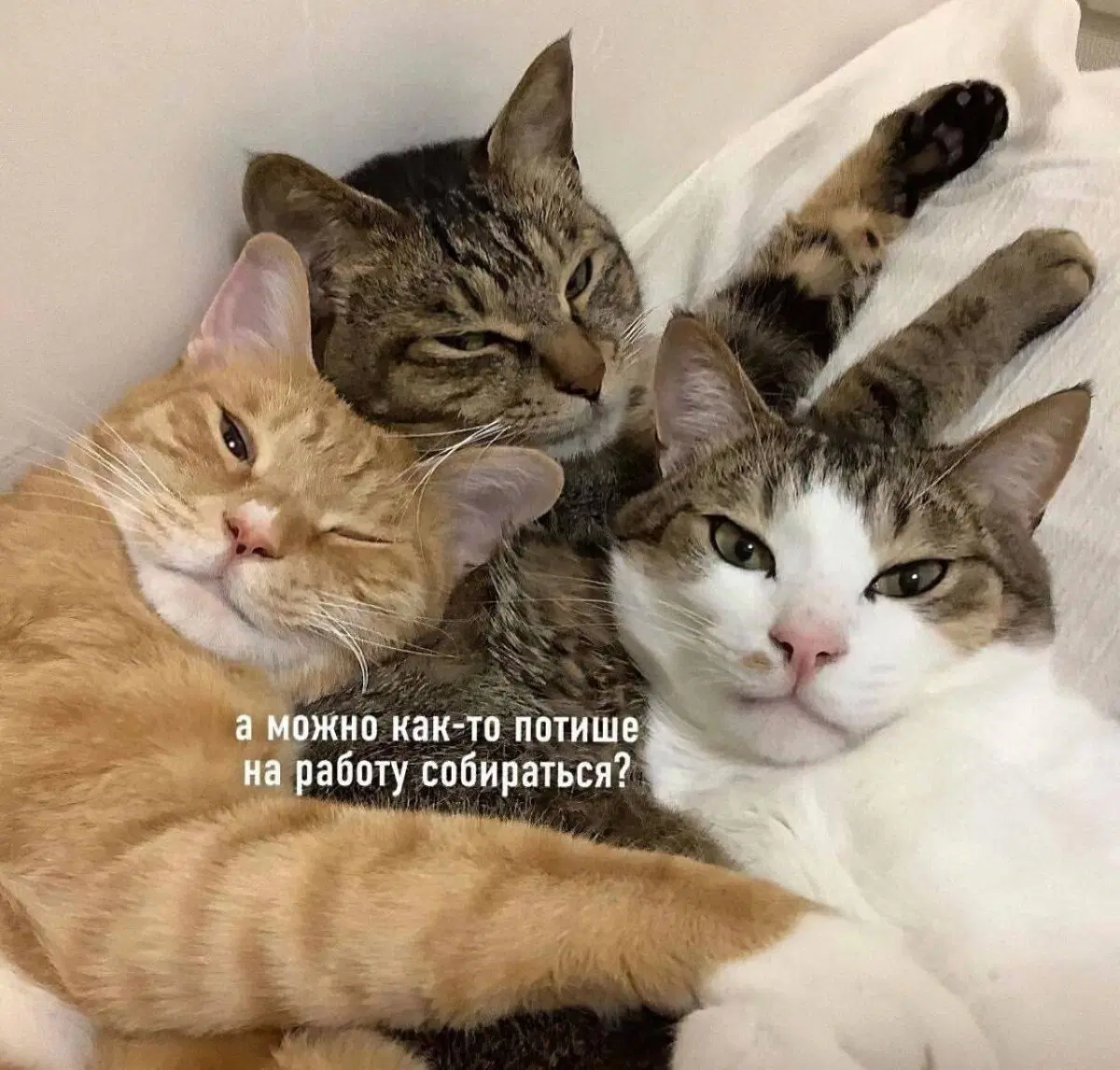 Дички может?