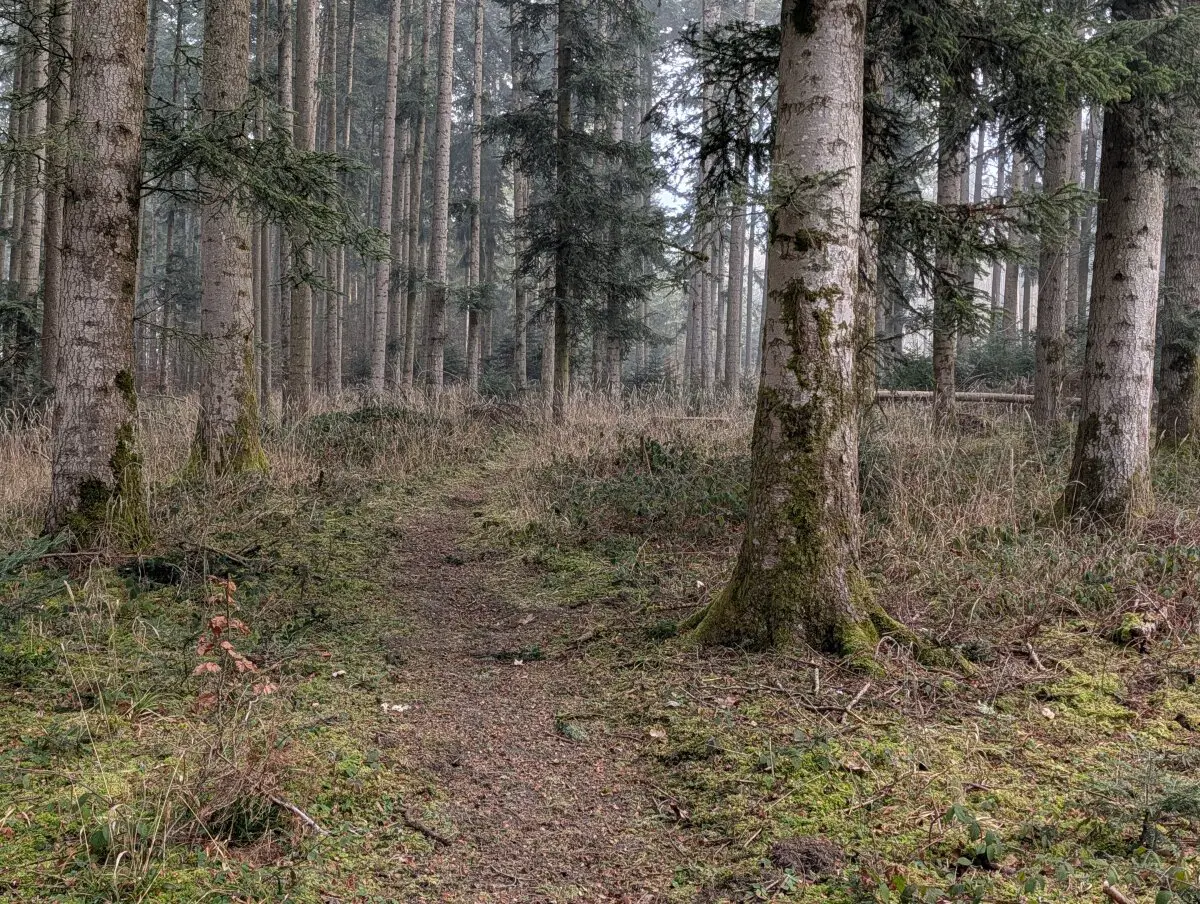 Лес похож на наш 