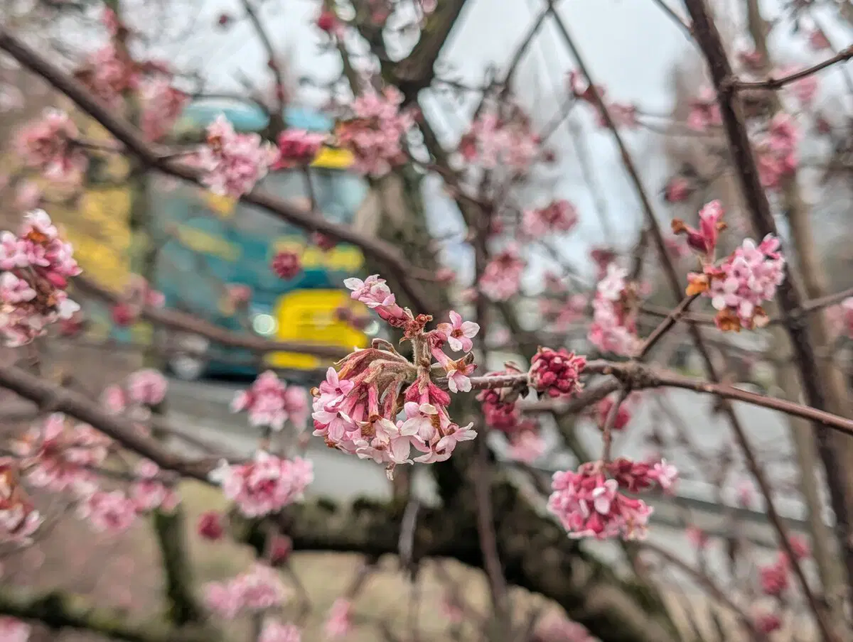 Это ещё днём снял. В Женеве уже весна.