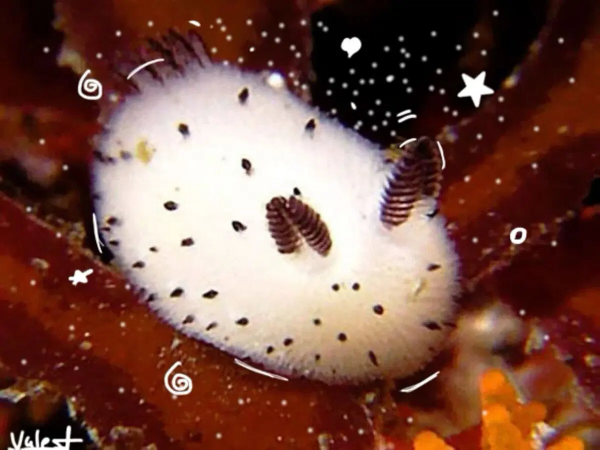 Морские кролики. Милые пушистики с токсичным сюрпризом