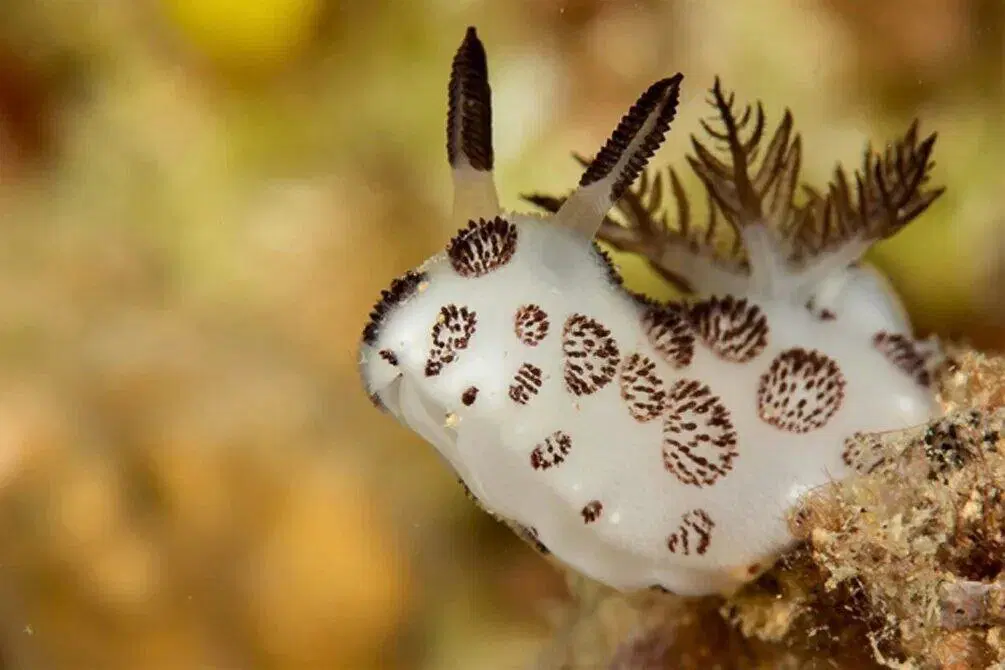 Морские кролики. Милые пушистики с токсичным сюрпризом