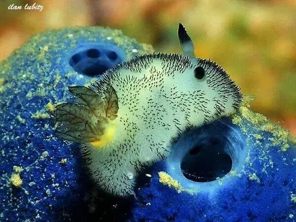 Морские кролики. Милые пушистики с токсичным сюрпризом