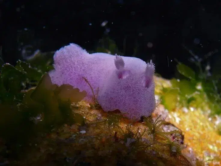 Морские кролики. Милые пушистики с токсичным сюрпризом