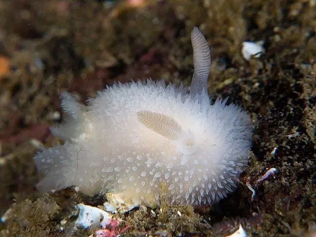 Морские кролики. Милые пушистики с токсичным сюрпризом