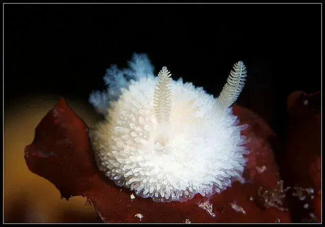 Морские кролики. Милые пушистики с токсичным сюрпризом