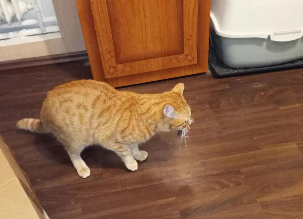 Эта еда конечно не из тарелки. С улицы притащил)