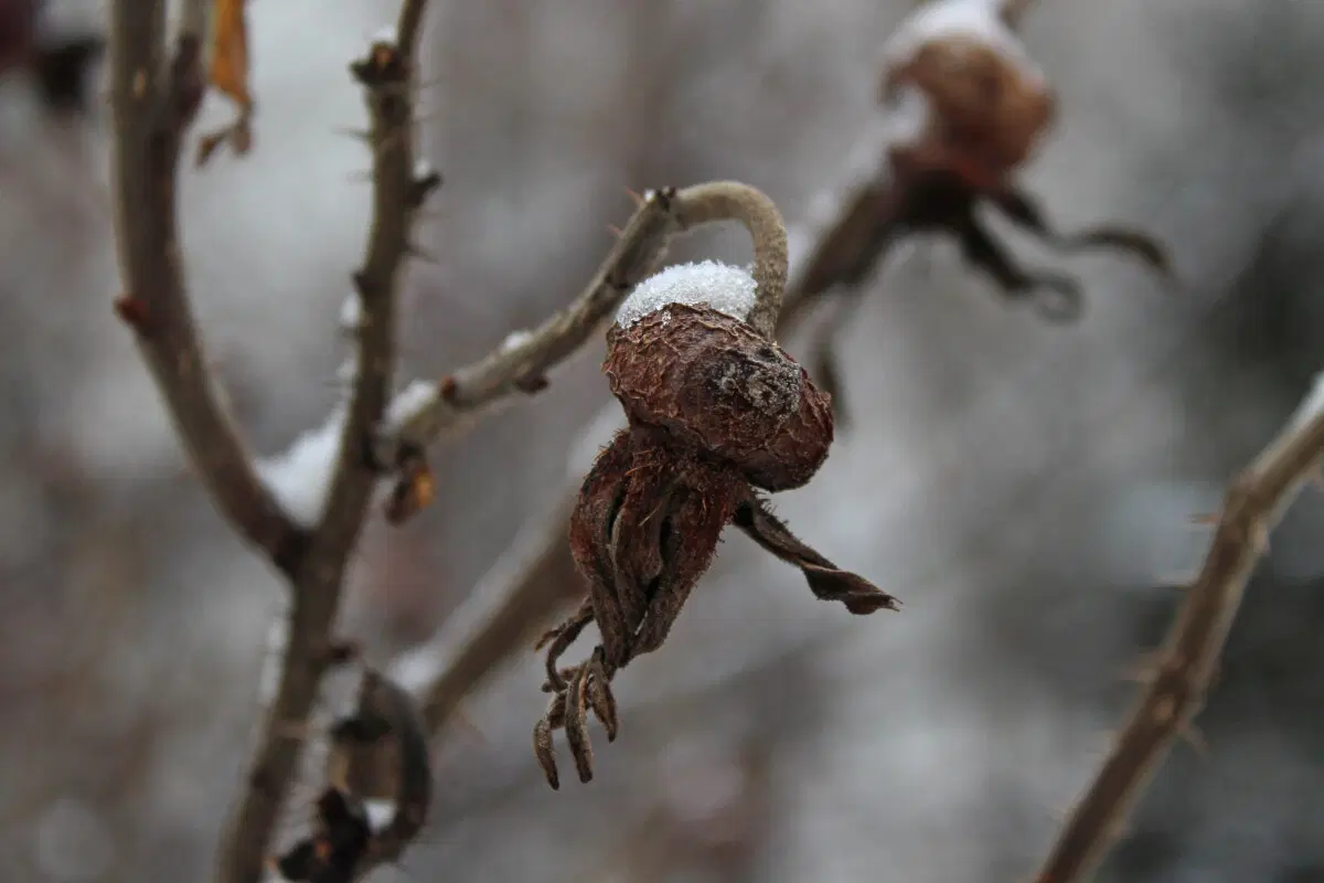 Осьминоги хлодного высохшего моря
