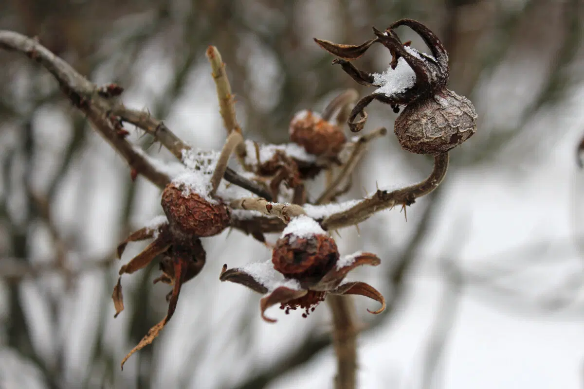Осьминоги хлодного высохшего моря