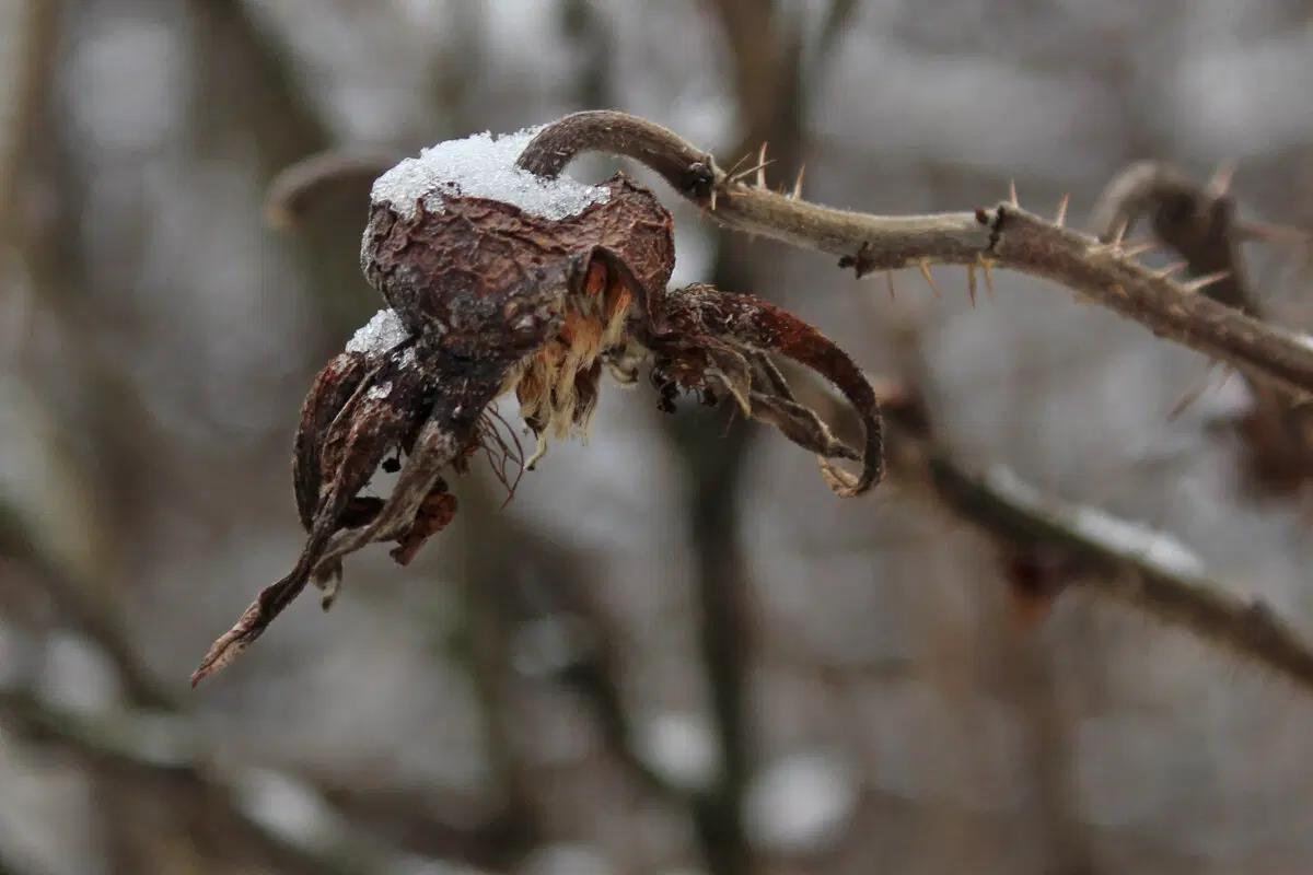 Осьминоги хлодного высохшего моря