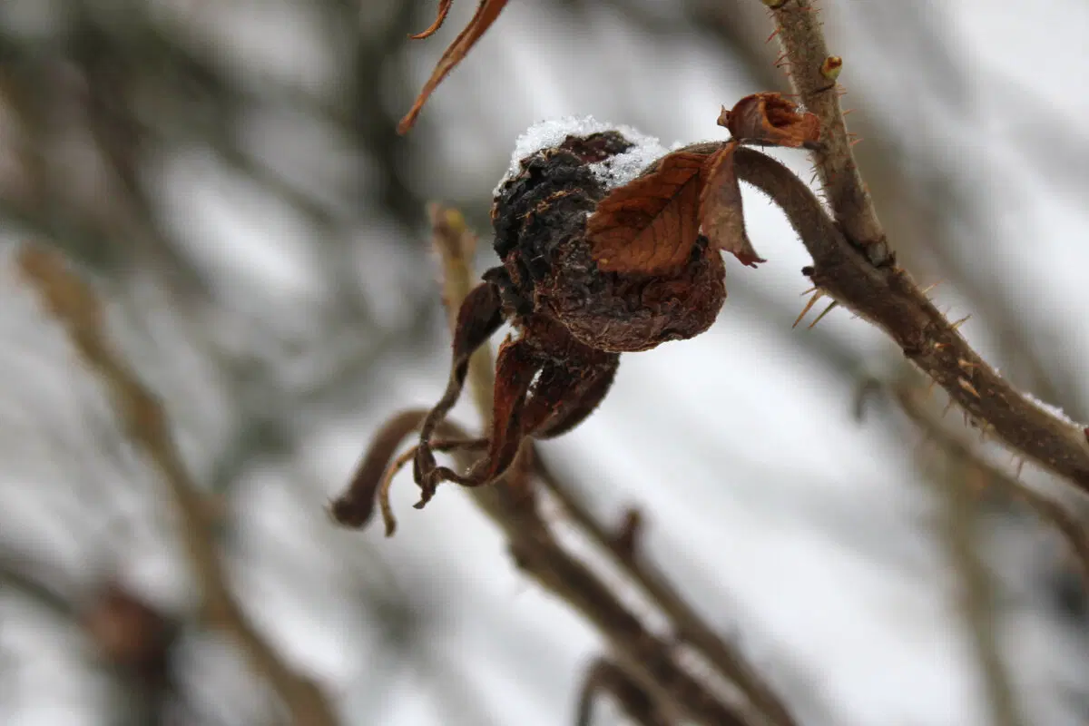 Осьминоги хлодного высохшего моря