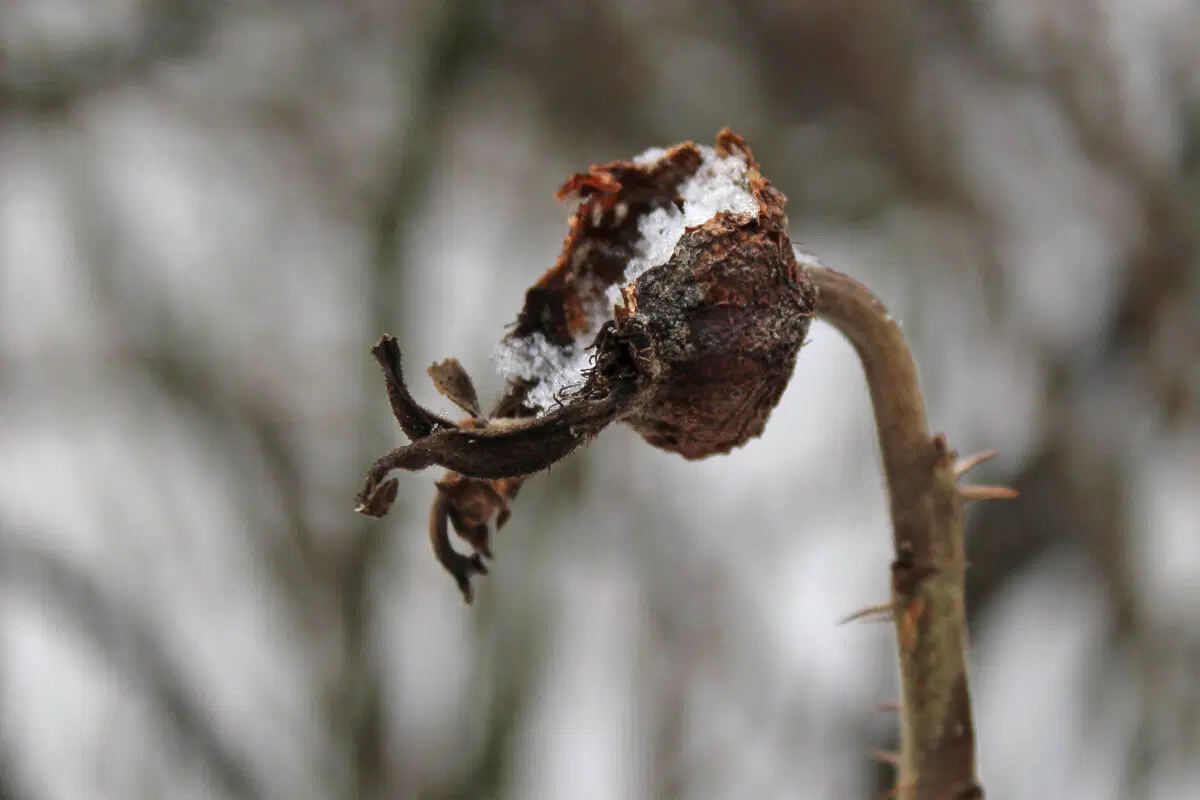 Осьминоги хлодного высохшего моря