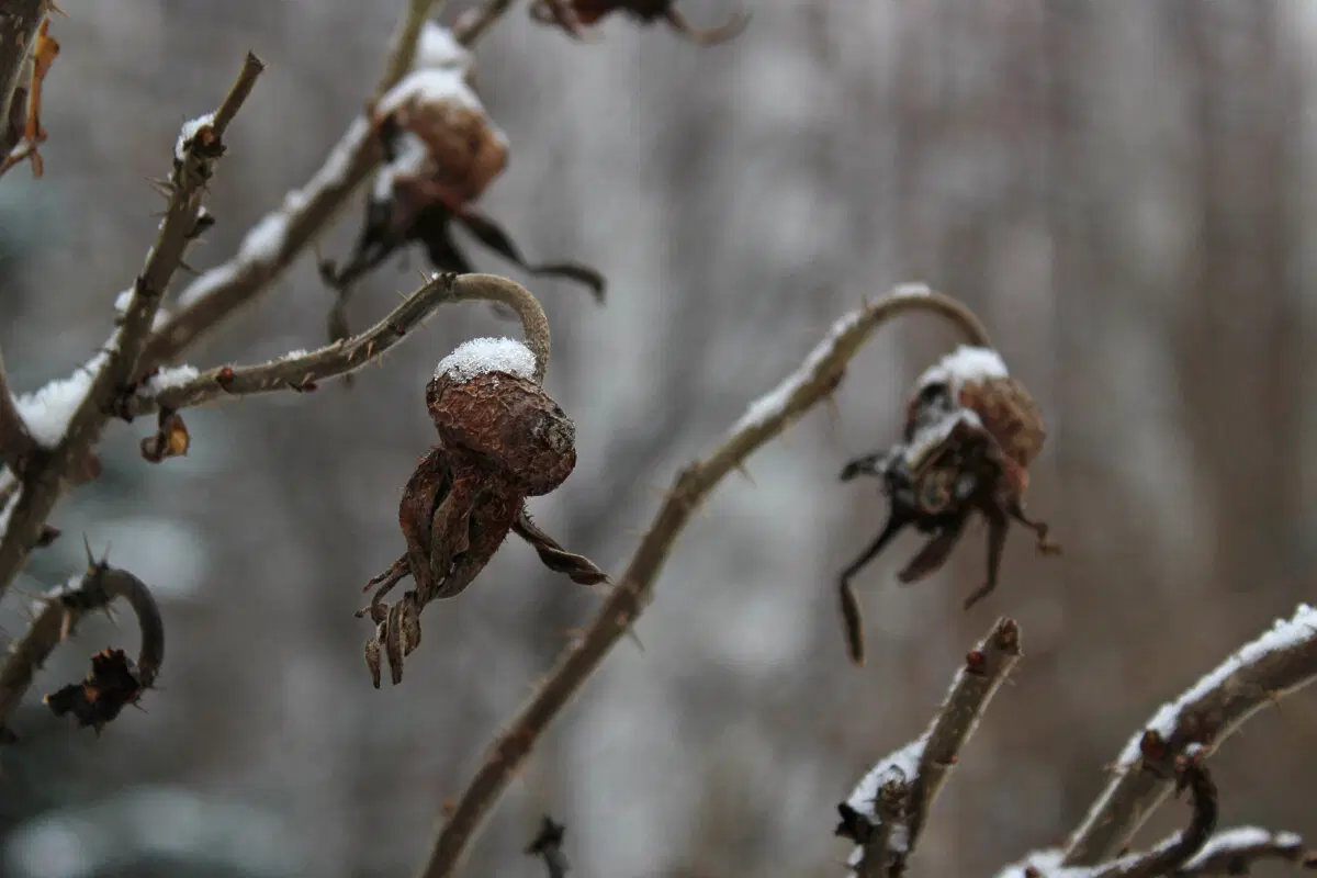 Осьминоги хлодного высохшего моря