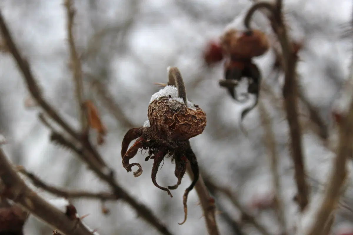 Осьминоги хлодного высохшего моря