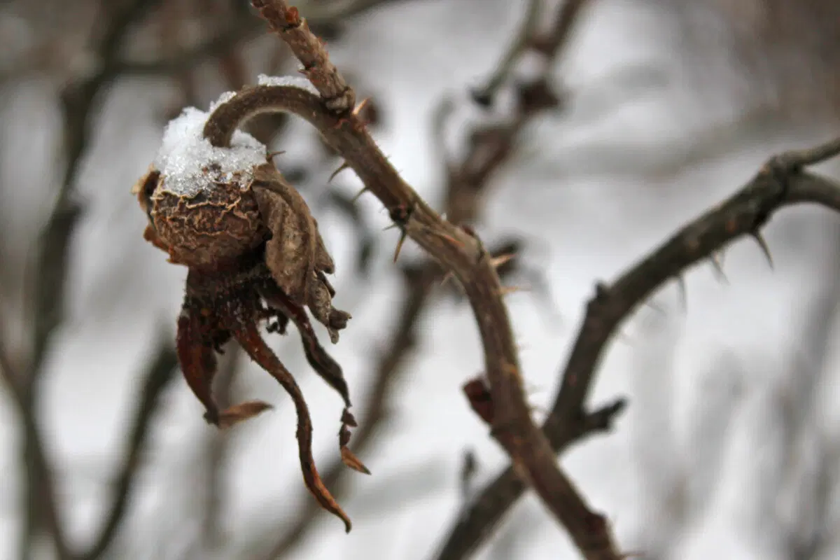 Осьминоги хлодного высохшего моря