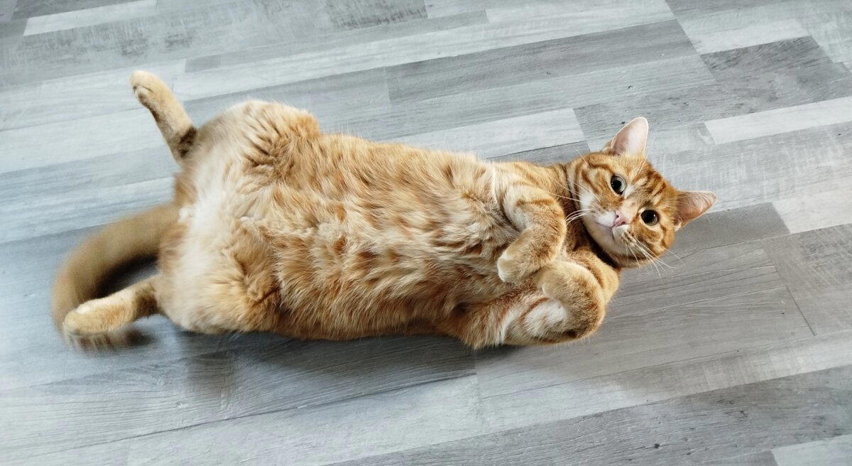 Почему нельзя будить котиков, когда они дергаются во сне?