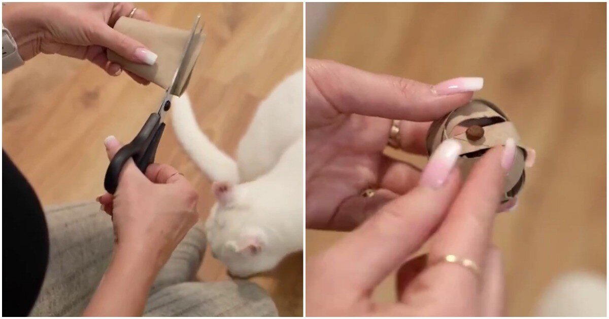 Бюджетный способ порадовать котика