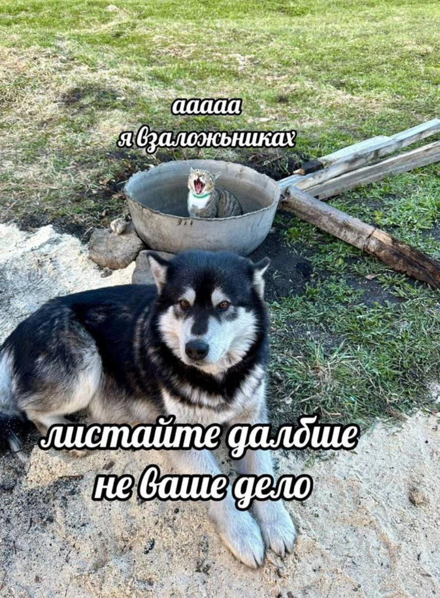 И здравствуйте выходные, отдыхаем с дичкой