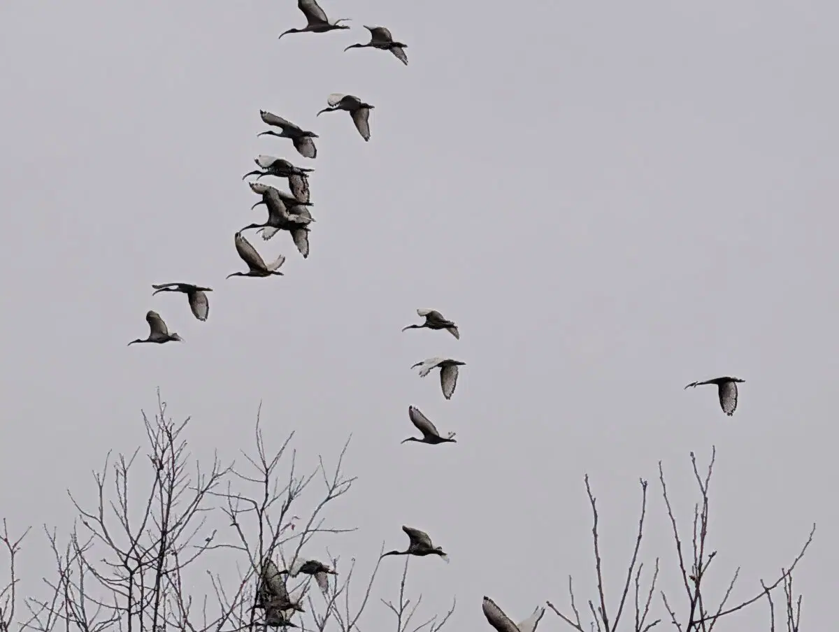 Какие то птеродактили.