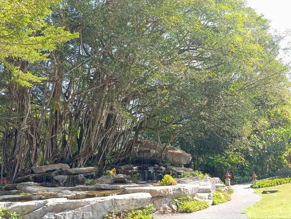 немножко хвастовства и мангровых деревьев из Тайланда