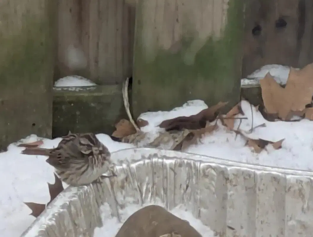 Ивент Вомбата. Слово недели - дурочка