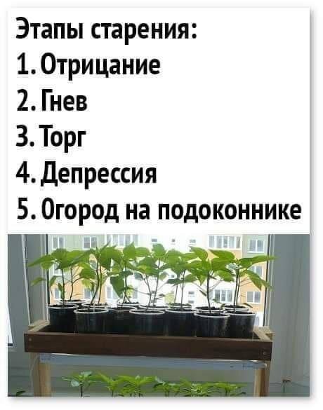 Дички на похмельник