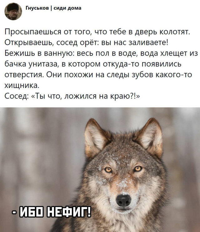 Дички на похмельник