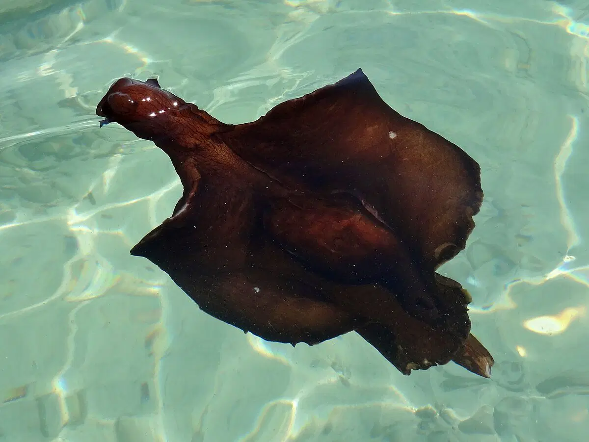 Что ещё за морские зайцы, и почему они устраивают "бордели" под водой?