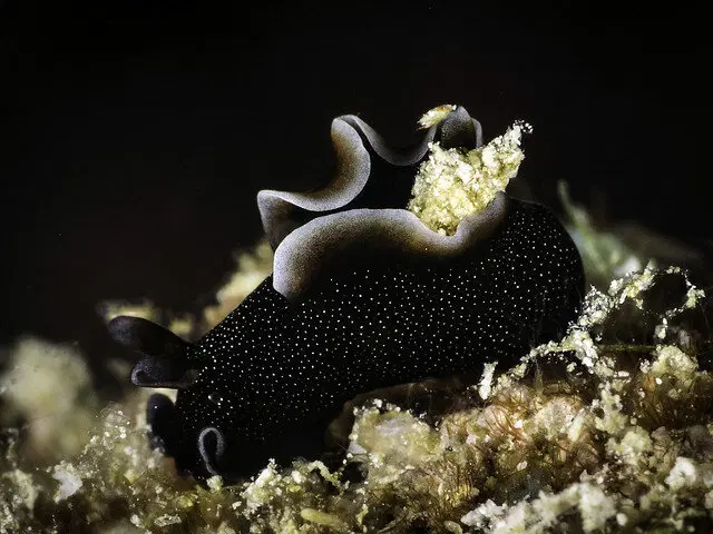 Что ещё за морские зайцы, и почему они устраивают "бордели" под водой?