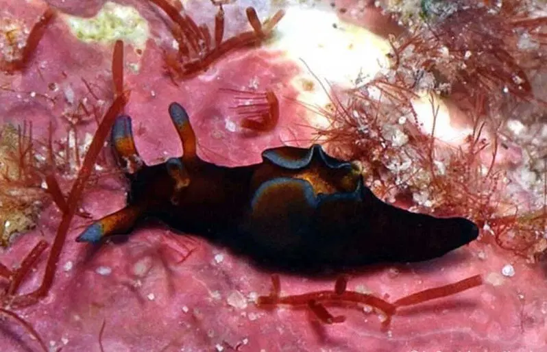 Что ещё за морские зайцы, и почему они устраивают "бордели" под водой?