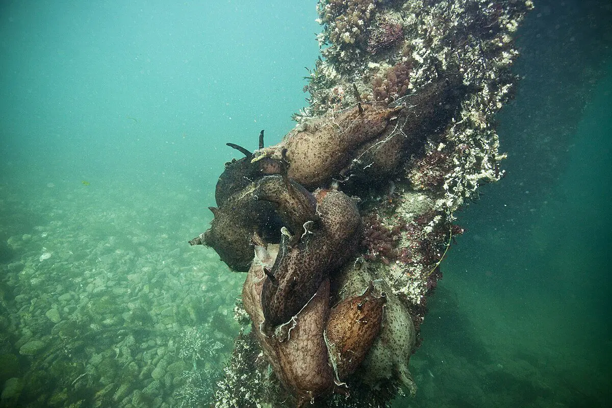 Что ещё за морские зайцы, и почему они устраивают "бордели" под водой?