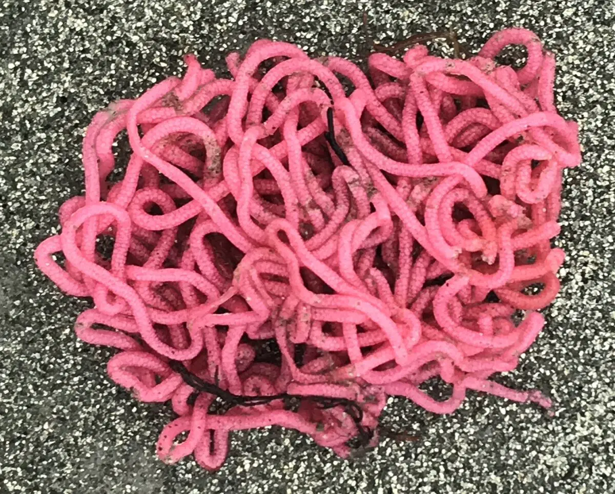 Что ещё за морские зайцы, и почему они устраивают "бордели" под водой?