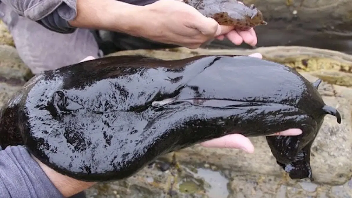 Что ещё за морские зайцы, и почему они устраивают "бордели" под водой?